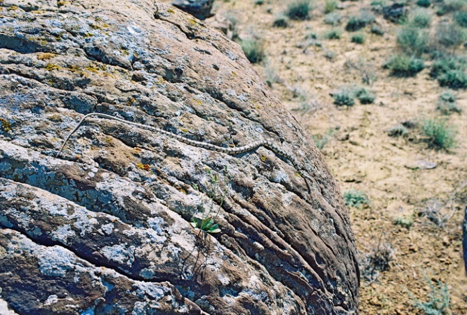 Ракушечник камень и его свойства