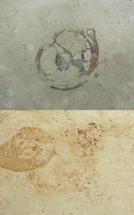 Дефекты и оценка качества юрского камня